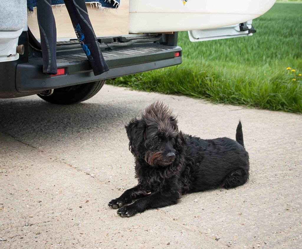 dog by campervan