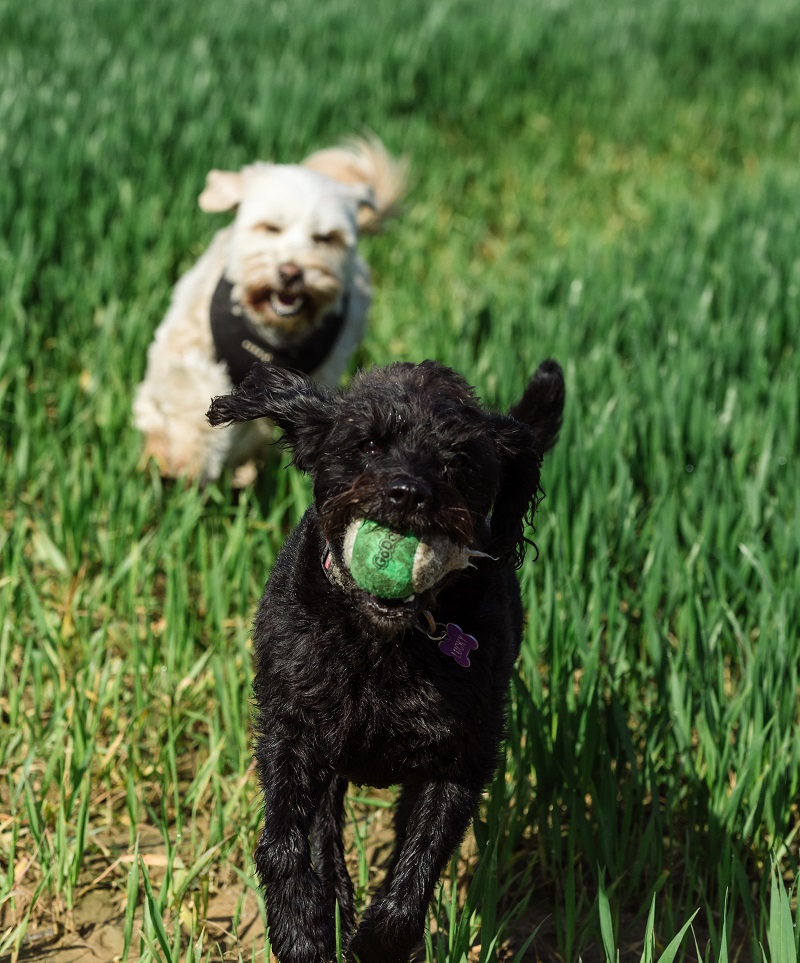 dogs with ball campervan life