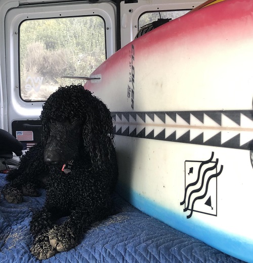 Dog in campervan