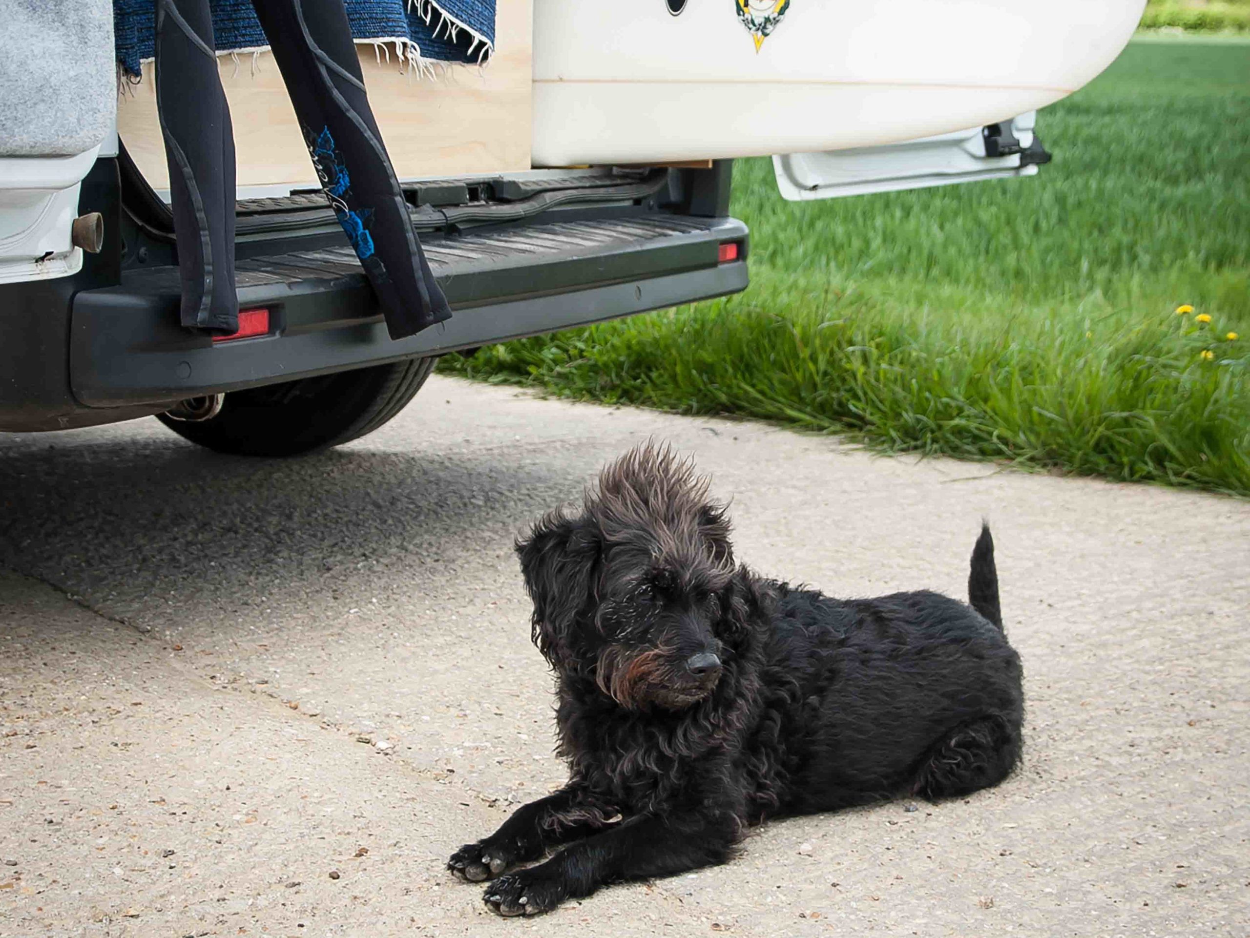 campervan conversion and dog